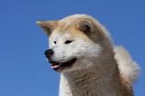 AKITA INU 300